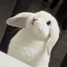 white lop bunnies